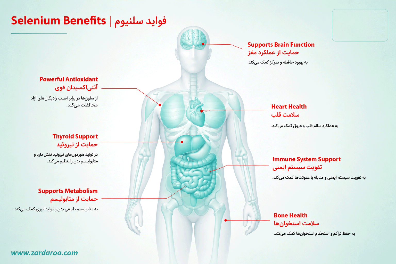 سلنیوم چیست و چرا بدن به آن نیاز دارد؟ 3 فواید سلنیوم برای بدن